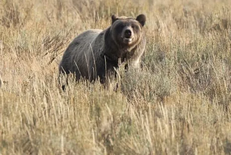 Trail Walker Injured by Bear in National Park Transported to Hospital