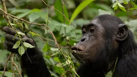 Apes Drinking an Amount Equal of One Lager Daily from Ripe Produce, Investigation Reveals