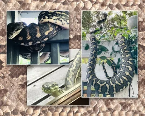 Embracing my Reptiles in My Ceiling: A Transformation from Fear to Respect